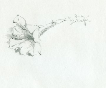 drawing of a flower for 1.618